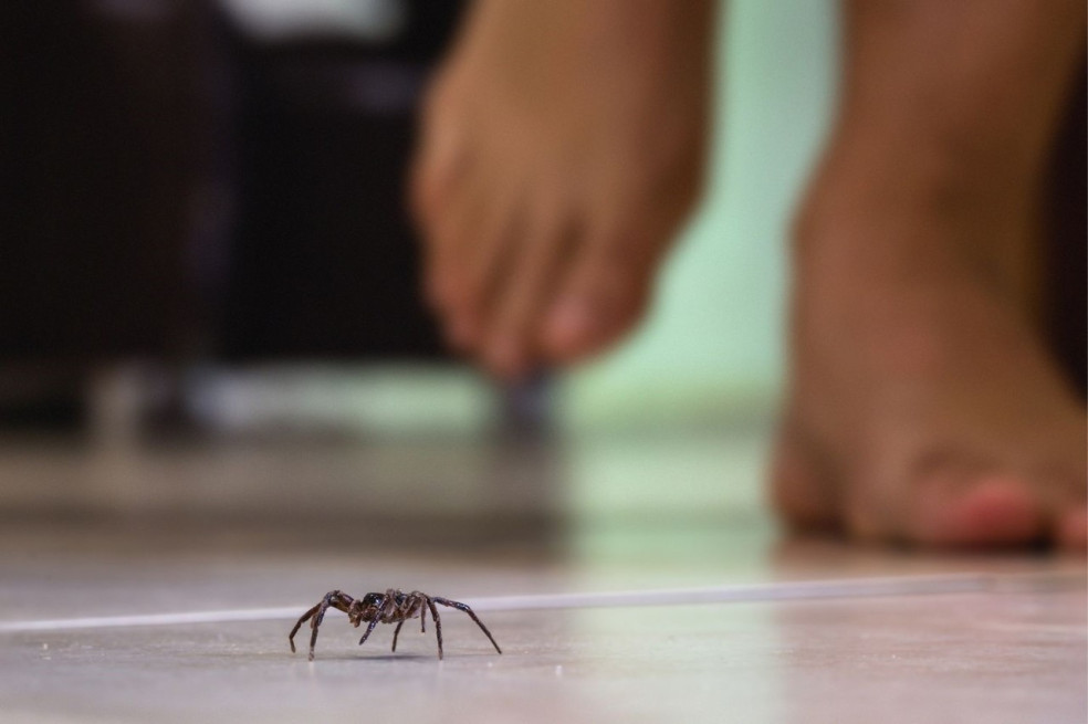 pavúky doma