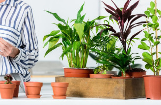Ako „oživiť" izbové rastliny a zachrániť pred vyschnutím alebo zhnitím?