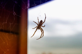 Pavúky v dome: Ako sa ich zbaviť a zamedziť ich prítomnosti?