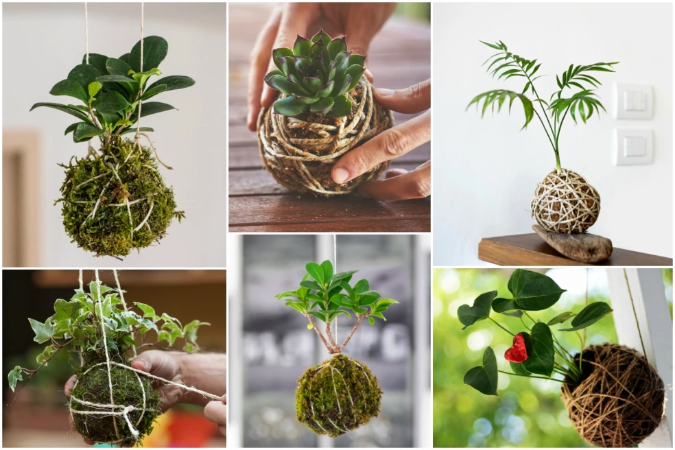 kokedama