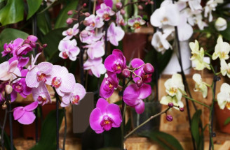 Orchidea - jej rast podporíte vďaka TOMUTO koreniu!