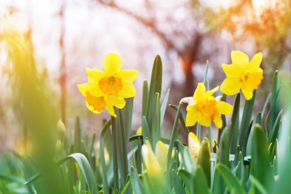 kvet podľa narodenia - narcis