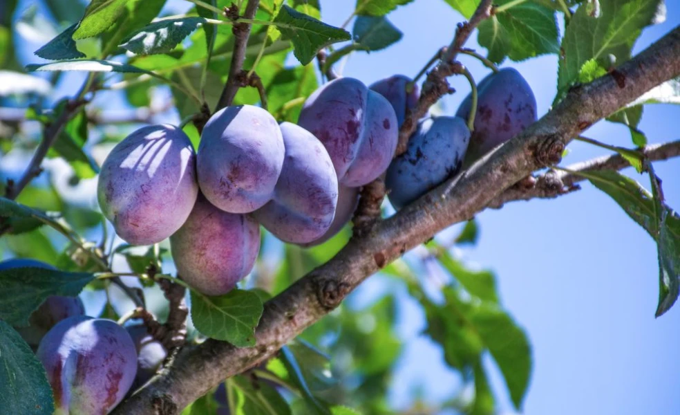 Slivka vysadená na slnečnom mieste v záhrade