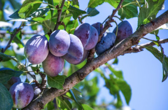Najlepšie miesto pre slivky v záhrade