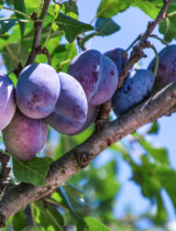 Najlepšie miesto pre slivky v záhrade