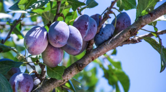 Najlepšie miesto pre slivky v záhrade